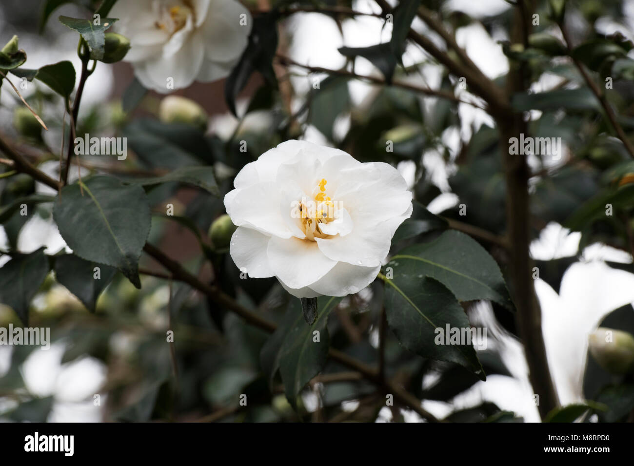 Camellia x williamsii 'Chine' Fleur d'argile en mars. UK Banque D'Images