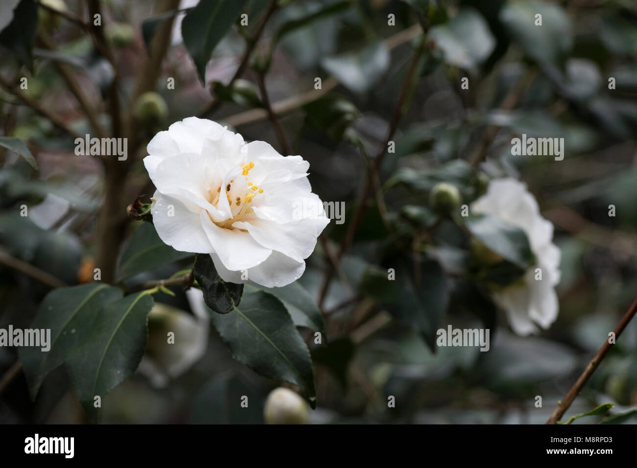 Camellia x williamsii 'Chine' Fleur d'argile en mars. UK Banque D'Images