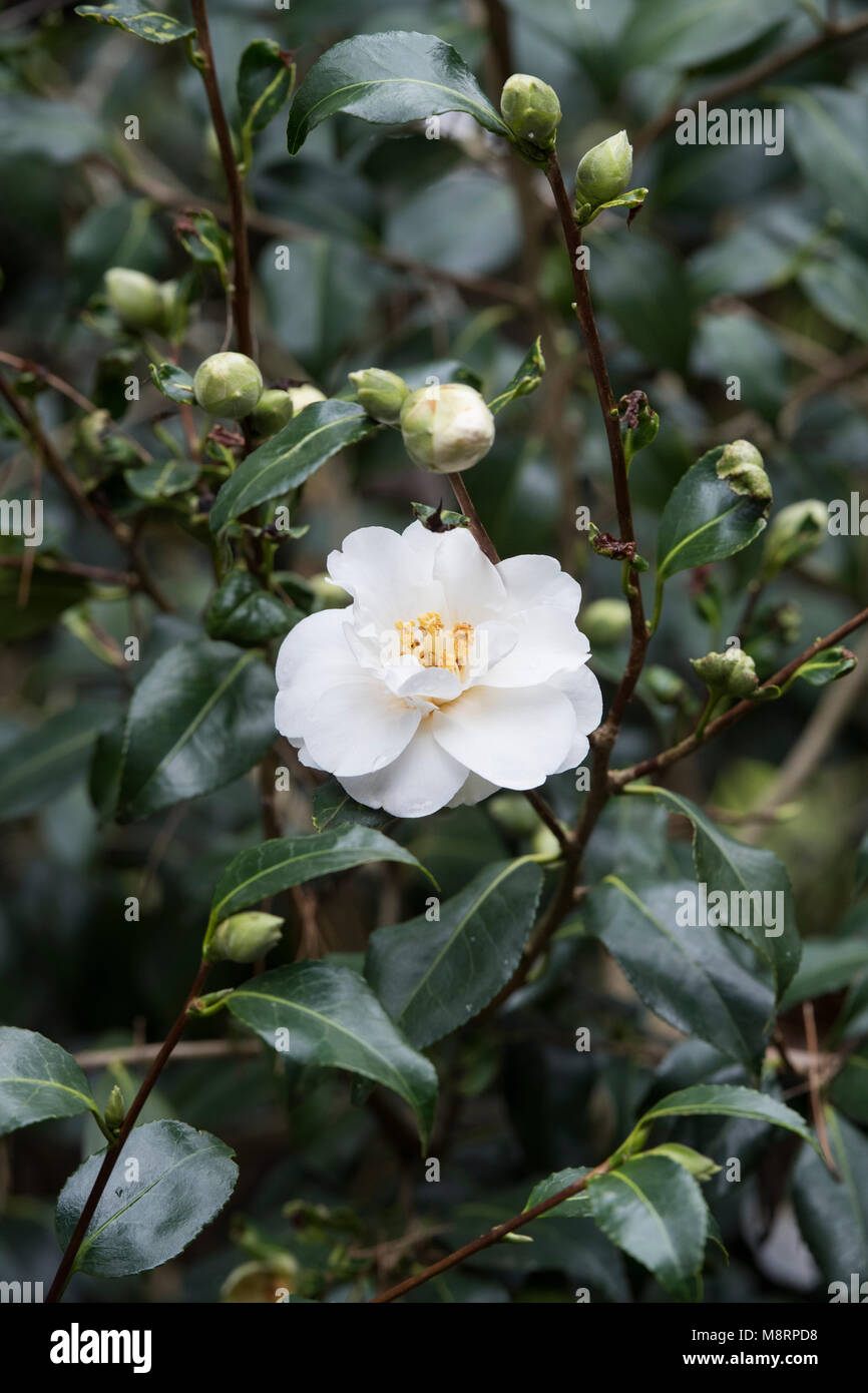 Camellia x williamsii 'Chine' Fleur d'argile en mars. UK Banque D'Images