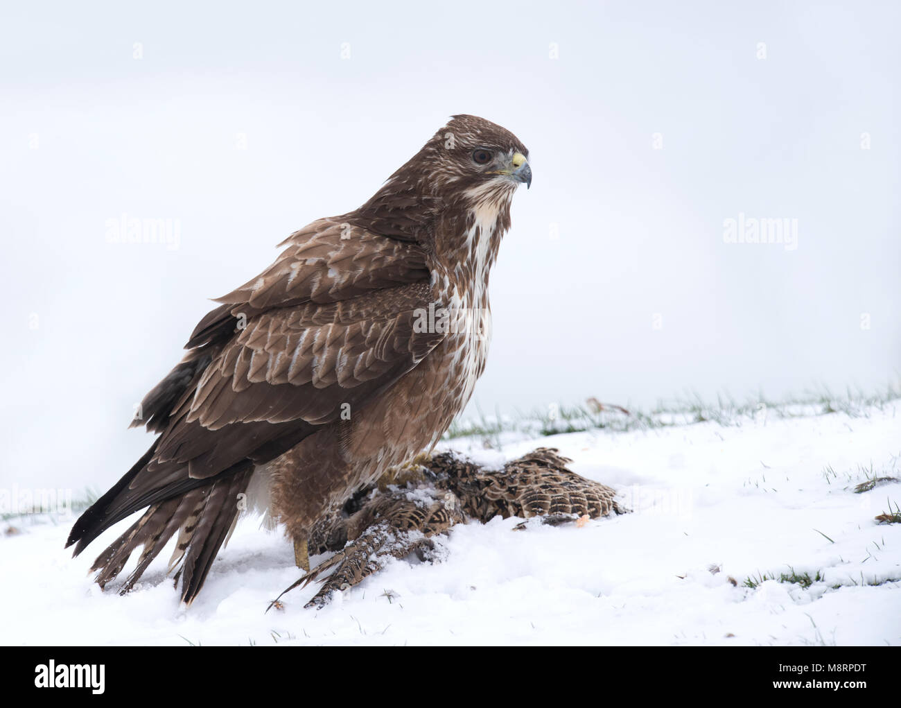 Un sauvage buse variable (Buteo buteo) se nourrissant de charogne de faisans dans la neige, Wiltshire Banque D'Images