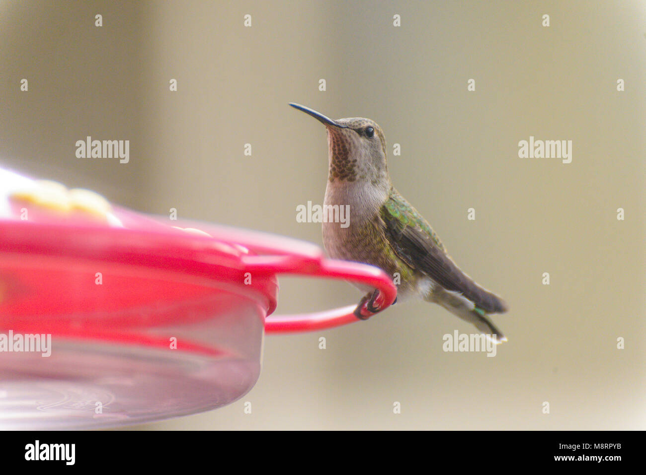 Close-up de hummingbird perching mangeoire Banque D'Images