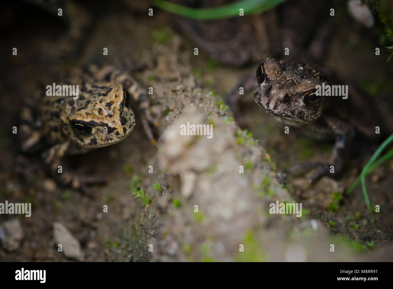 Portrait de champ sur le crapaud de l'ouest Banque D'Images