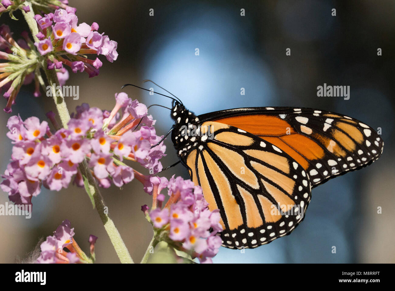 Close-up de papillon monarque sur la pollinisation des fleurs fraîches Banque D'Images