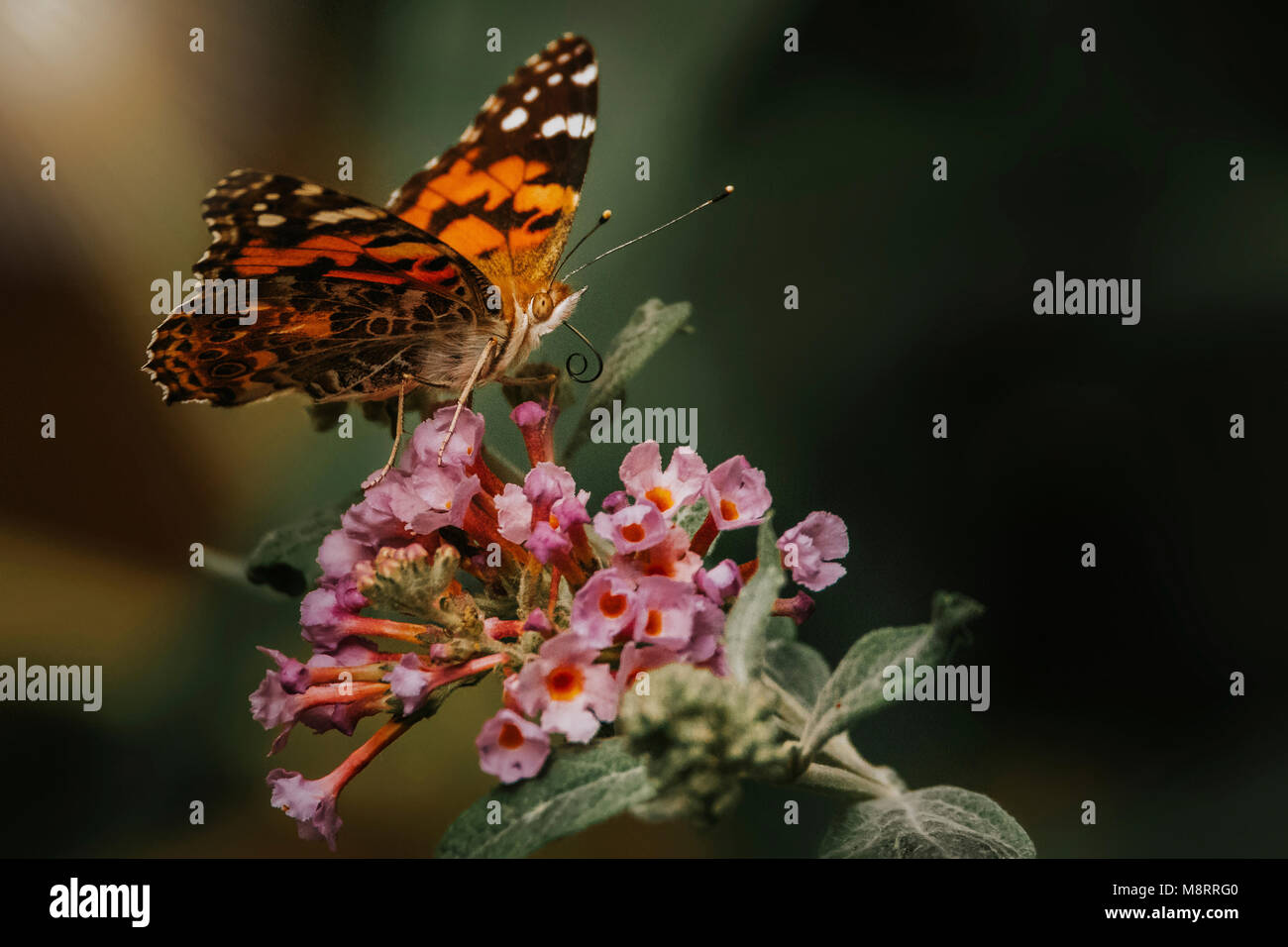 Close-up de pollinisateurs papillon sur les fleurs fraîches Banque D'Images