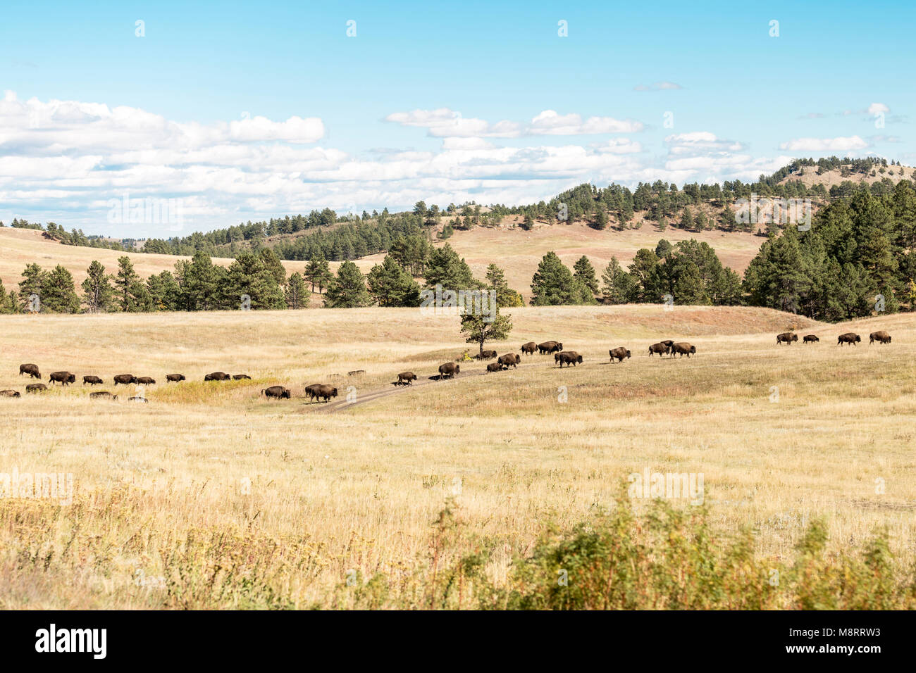 High angle view of American bison marche sur terrain à Badlands National Park Banque D'Images