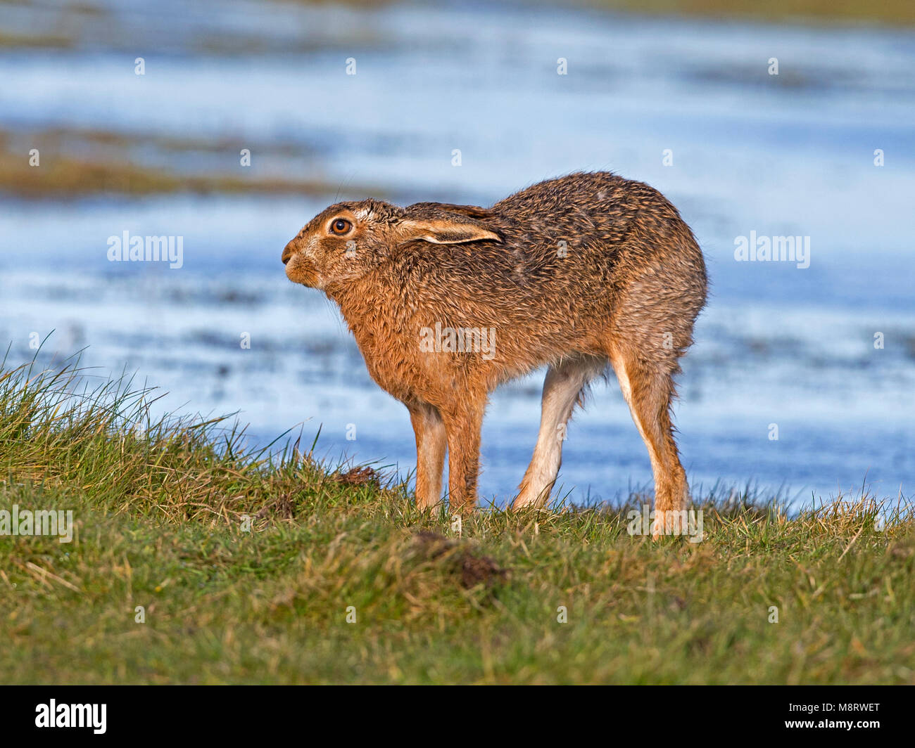 European brown hare standing by lake Banque D'Images