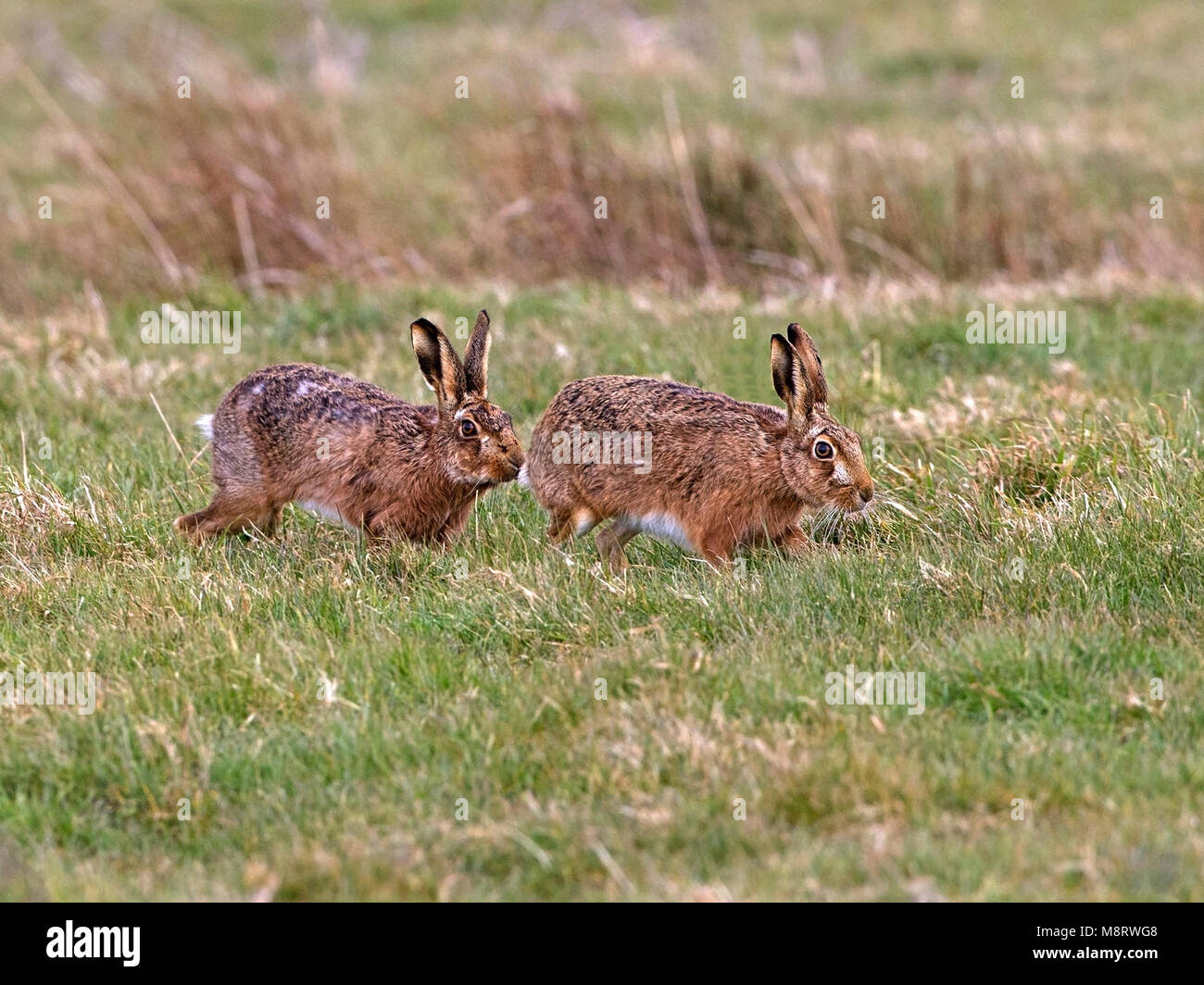 European brown hare chasing Banque D'Images