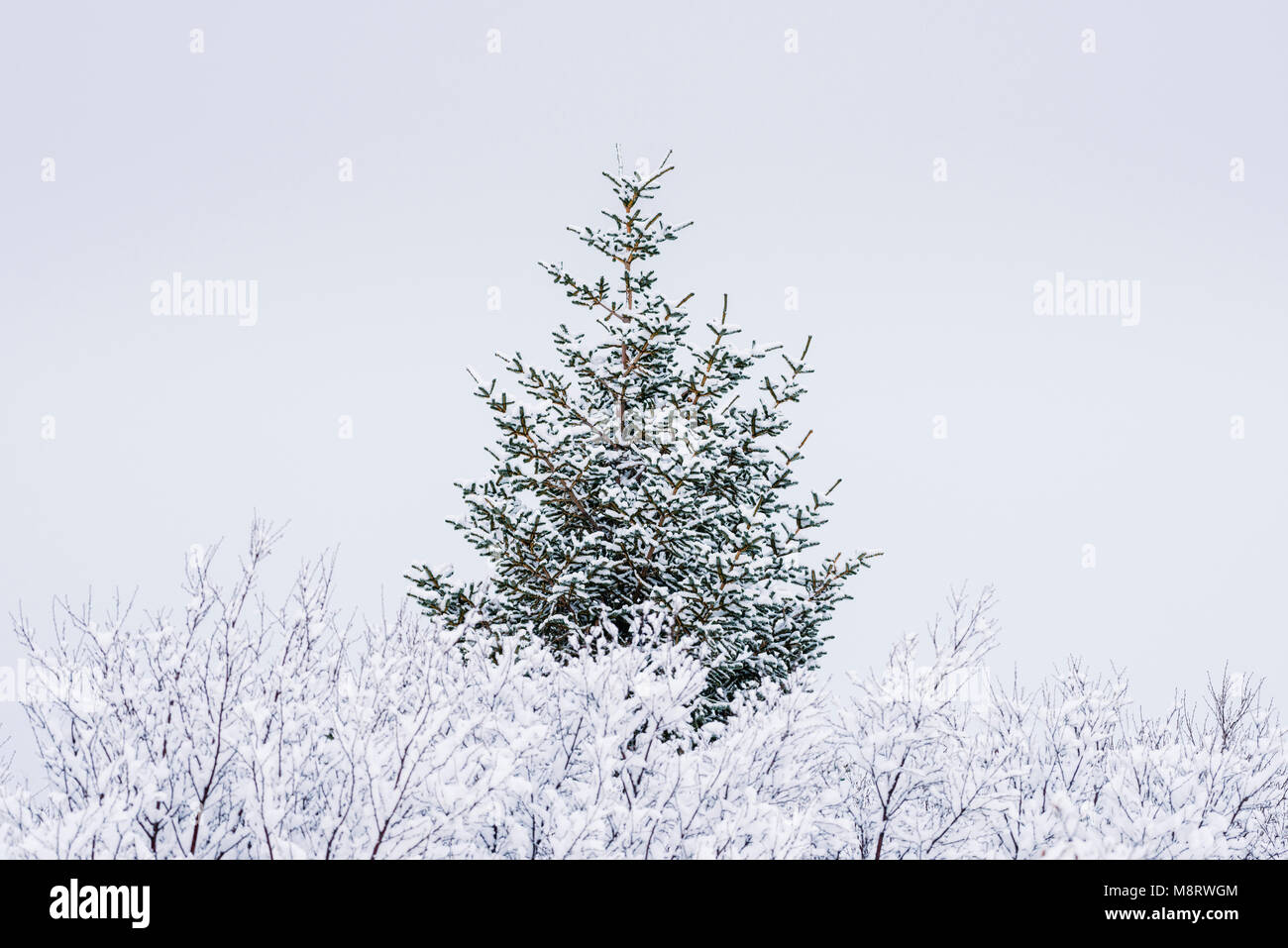 Les plantes et les arbres couverts de neige contre ciel clair pendant l'hiver Banque D'Images