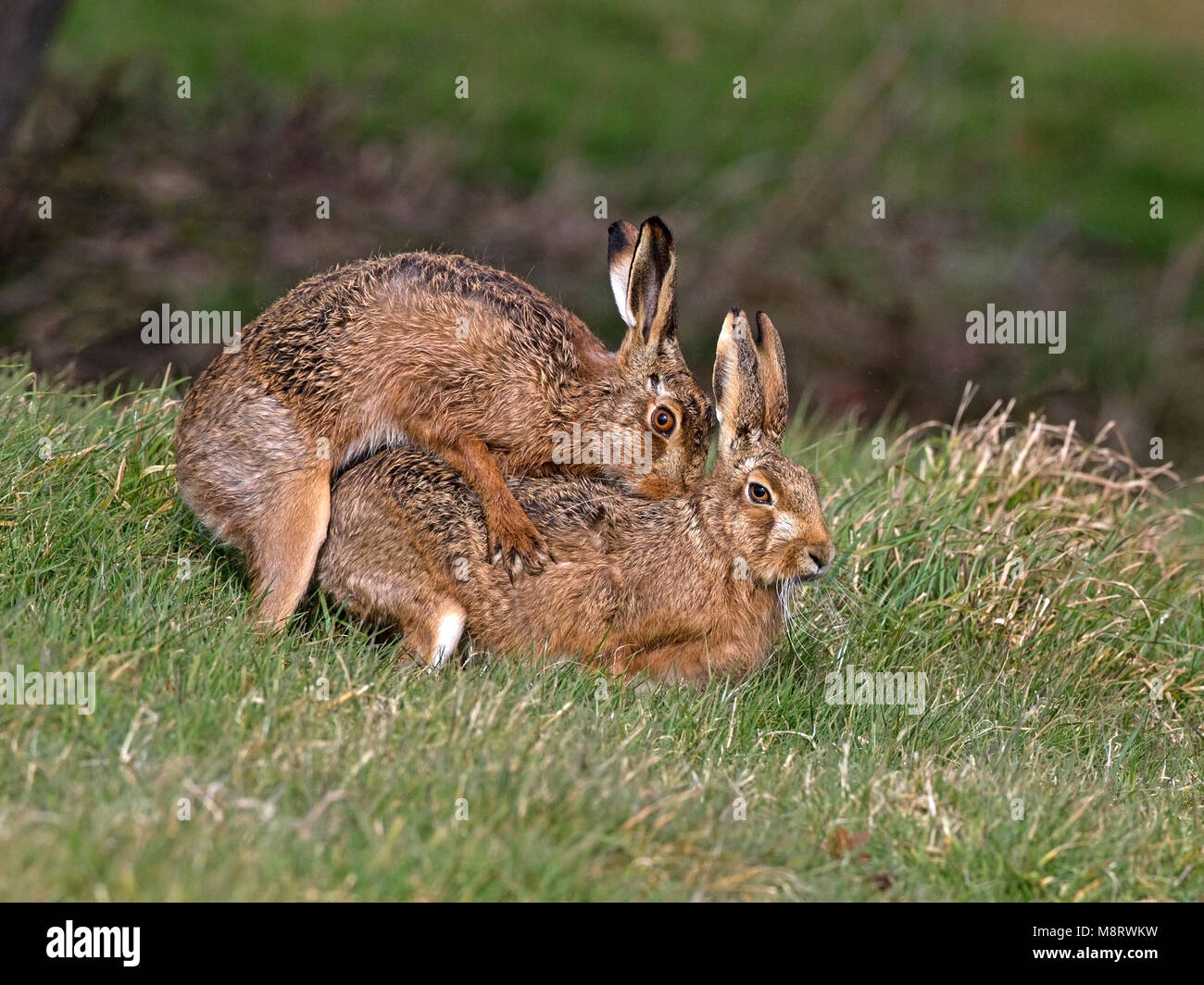 European brown hare l'accouplement Banque D'Images