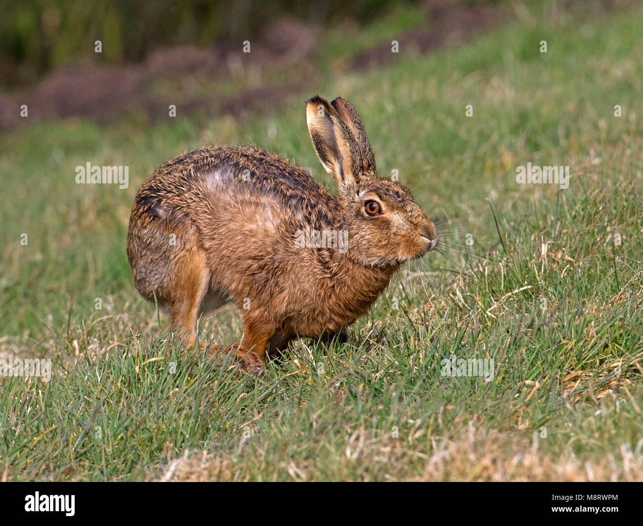 European brown hare running Banque D'Images