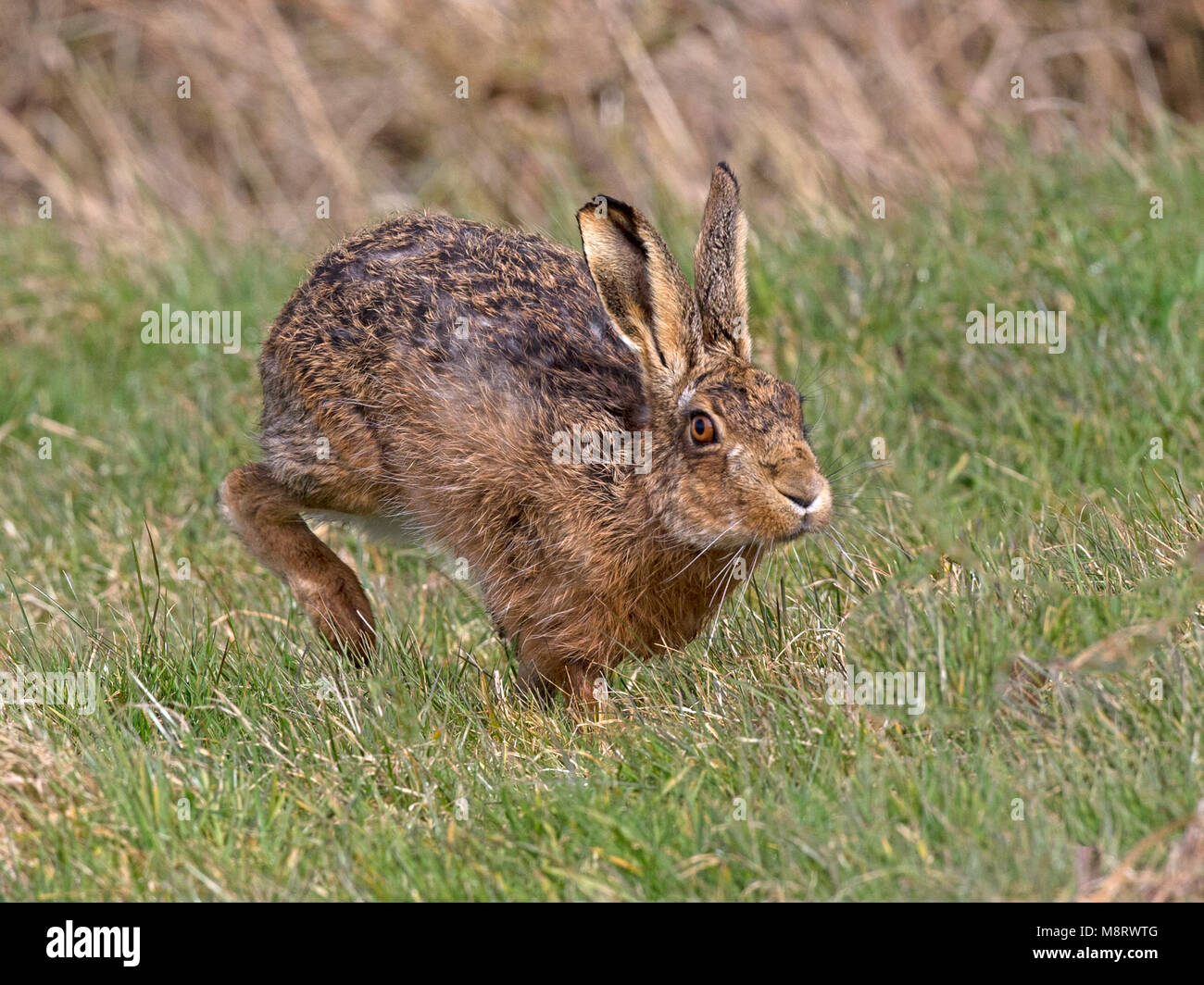 European brown hare running Banque D'Images