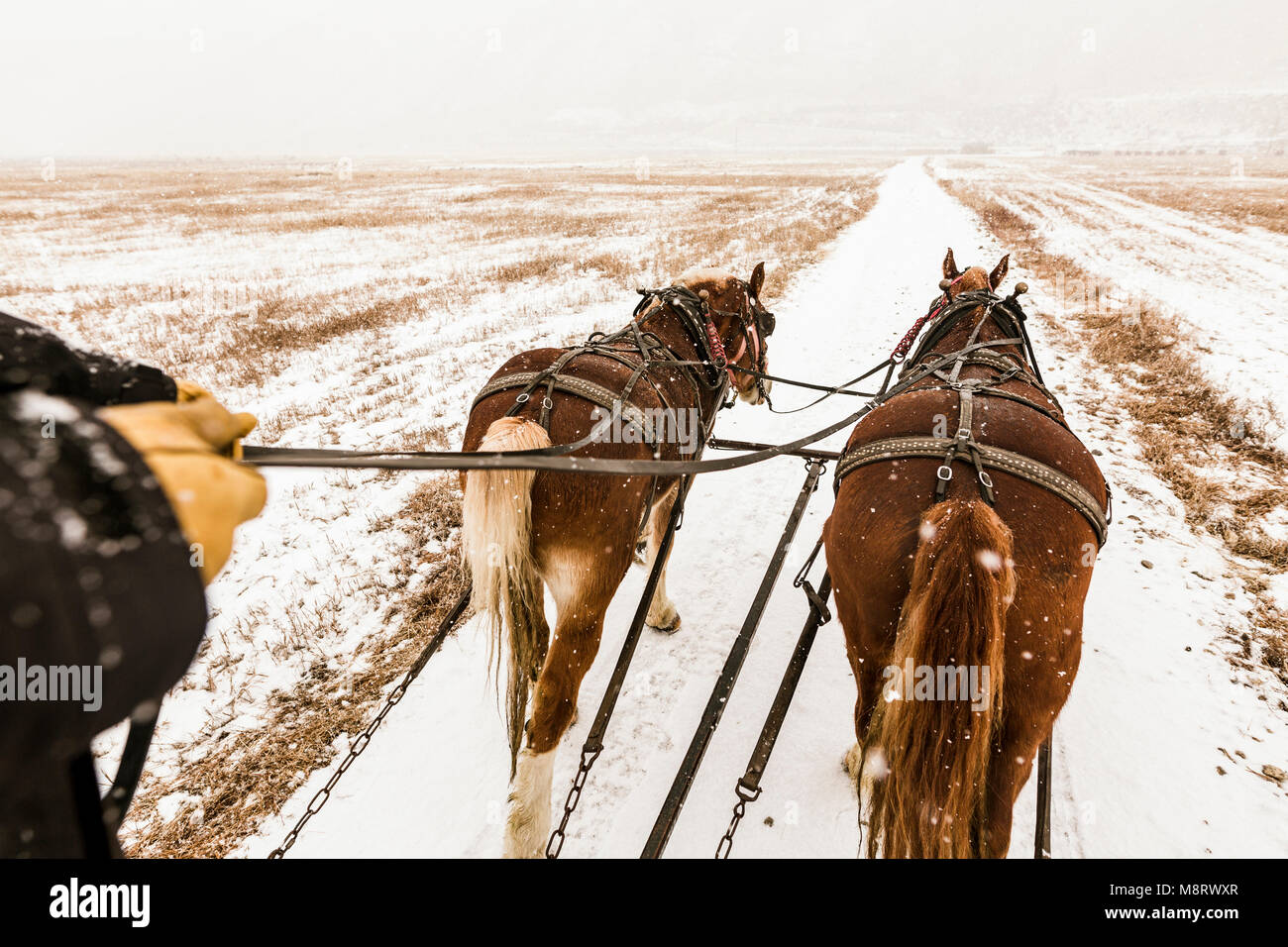 Les mains coupées de personne riding horse panier lors de chutes de neige Banque D'Images