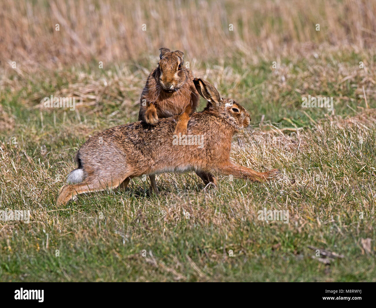 European brown hare combats Banque D'Images