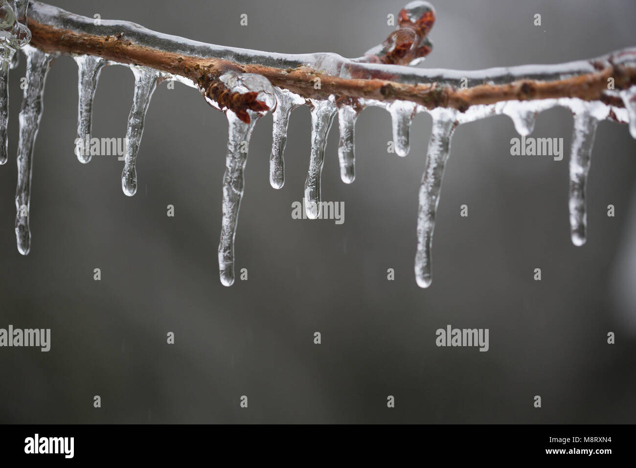 Close-up of Icicles on twig Banque D'Images