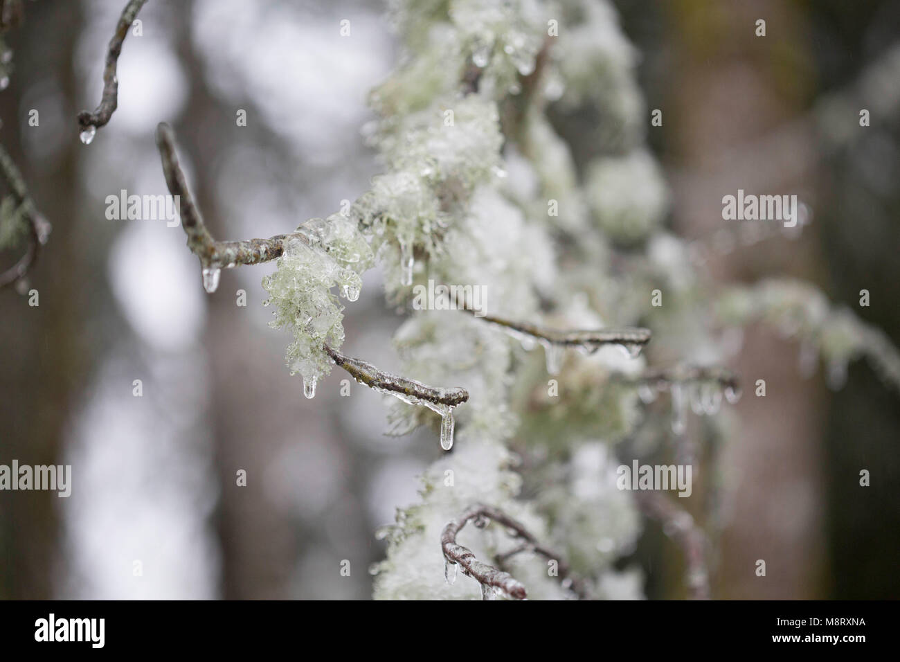 Close-up de rameaux gelés en hiver Banque D'Images