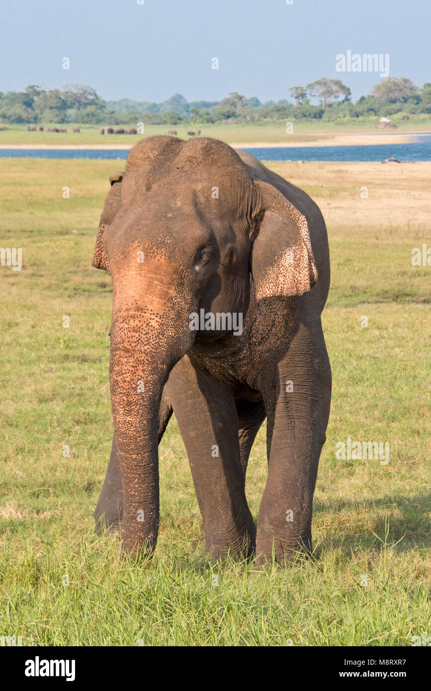 Un seul éléphant sri-lankais dans le Parc National Minneriya lors d'une journée ensoleillée avec ciel bleu. Banque D'Images