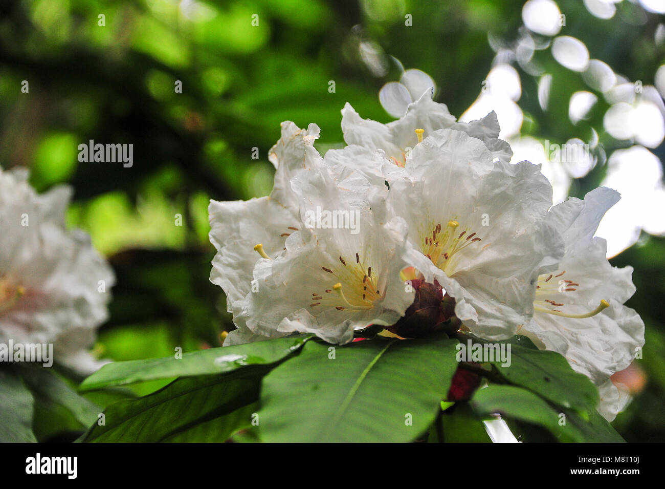 Close Up Of Cunninghams Rhododendron Blanc Avec Fleur Jaune