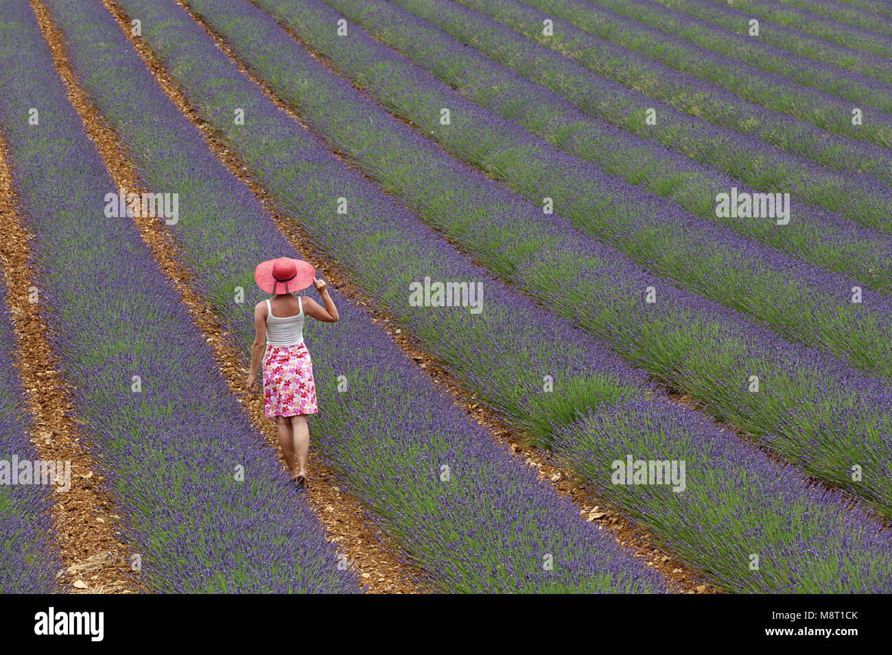 Femme en jupe floral rose et chapeau de paille autour de champs de lavande,  Provence, France Photo Stock - Alamy