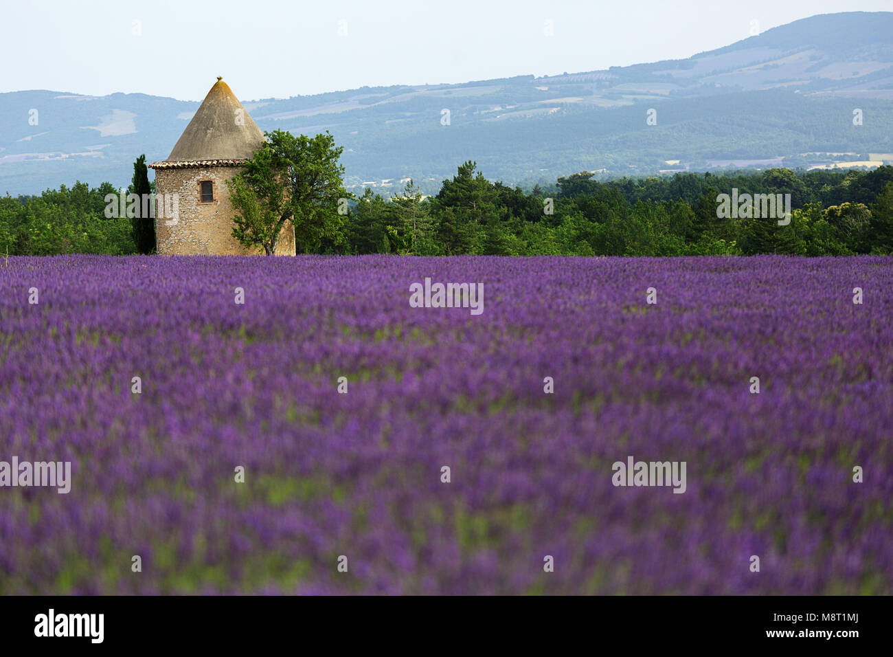 Bâtiment avec toit conique à champ de lavande, Provence, France. Banque D'Images