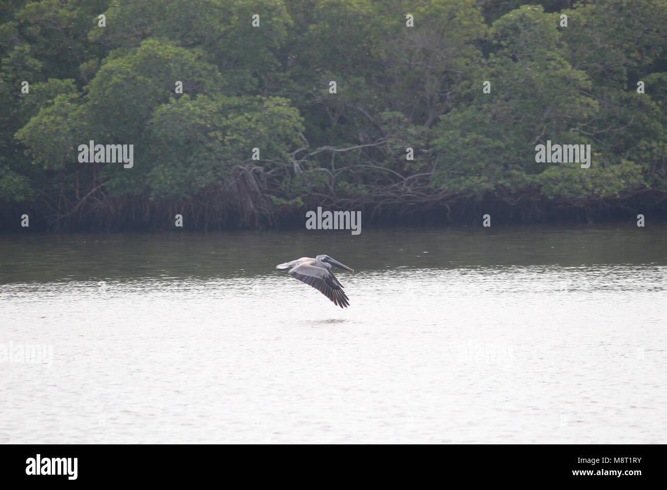 Pélican gris avec des ailes battant vers le bas sur l'eau en face des mangroves Banque D'Images