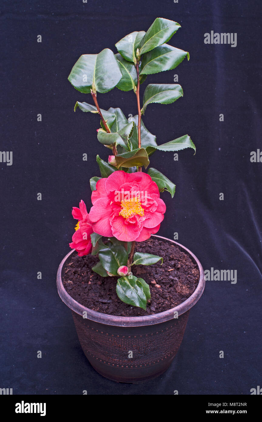 Photo de Camellia japonica fleur entièrement ouverte.dans le semoir. Banque D'Images