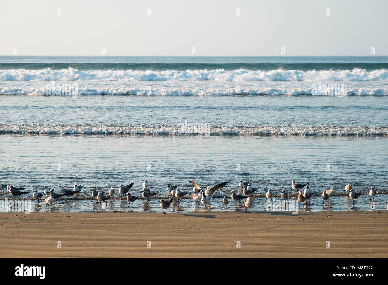 Groupe d'oiseaux mouettes / sea gull on beach Banque D'Images