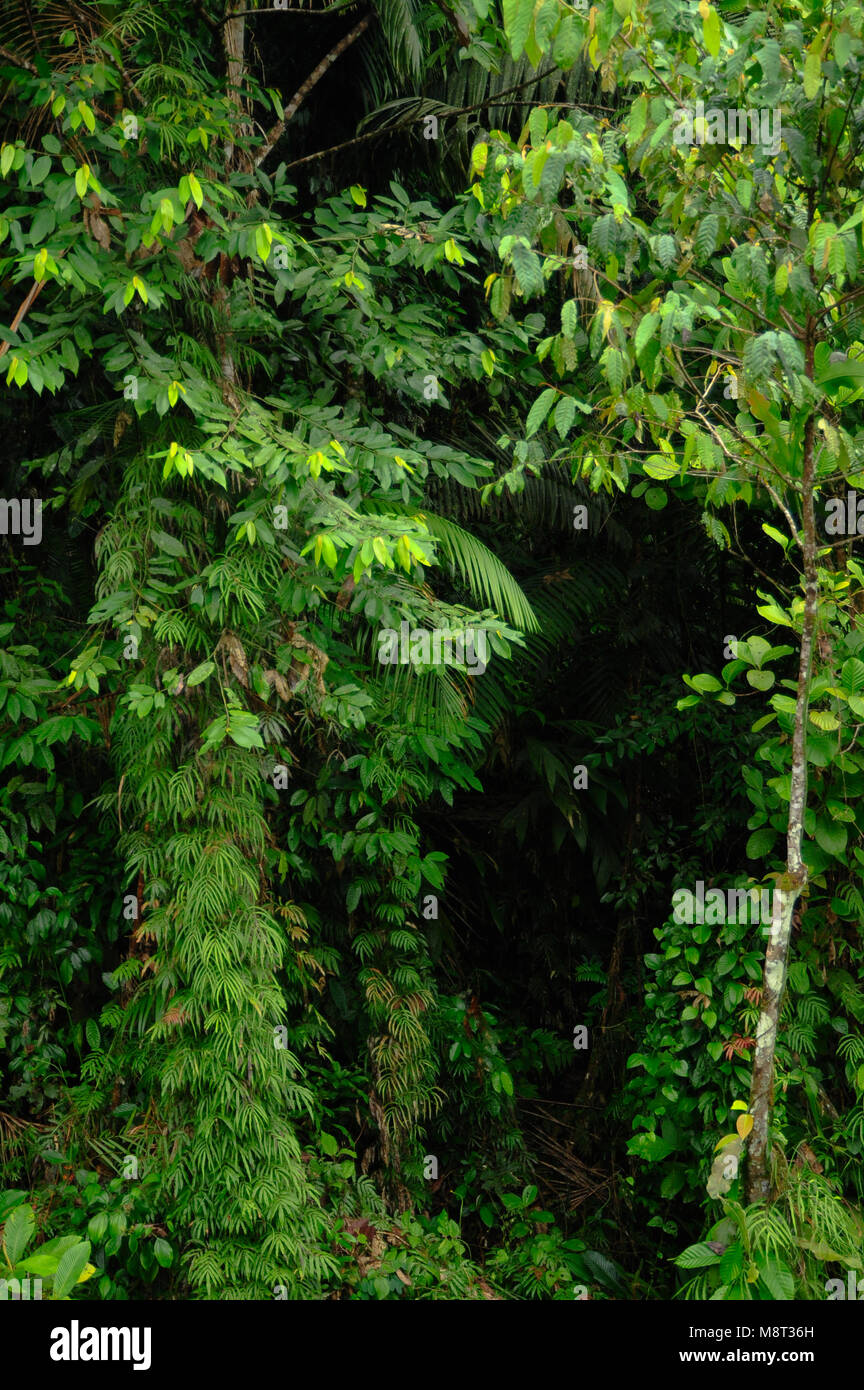 La flore tropicale luxuriante entourent le sentier de randonnée de la forêt tropicale à l'Trimbina Réserve biologique au Costa Rica. Banque D'Images