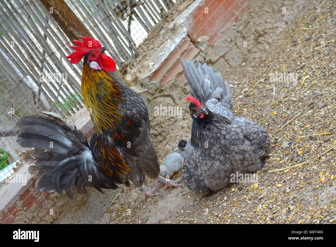 Couple de poulet andalouse sur la famille Banque D'Images