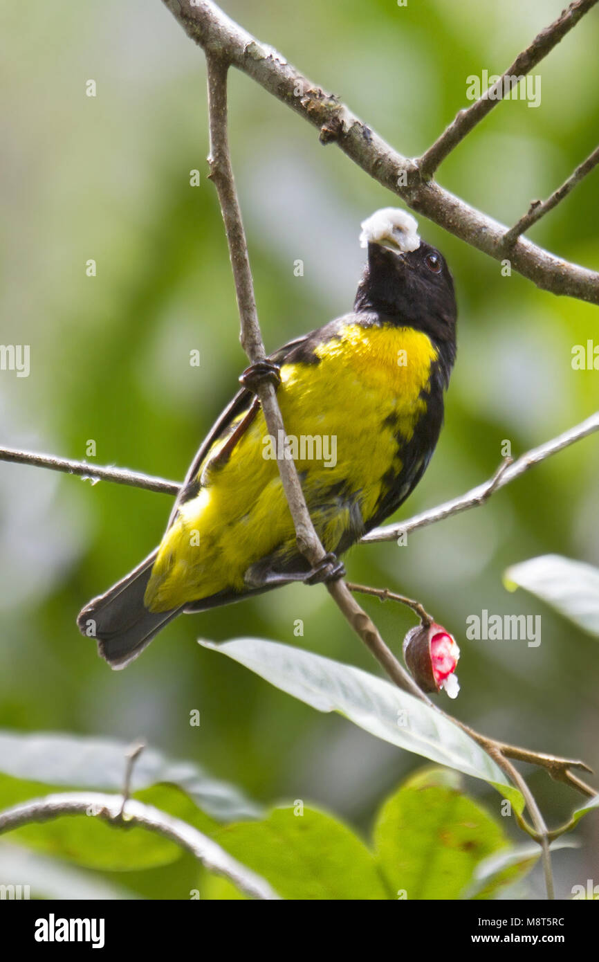 Zwart-gouden Tangare, Tangara noir et or Banque D'Images