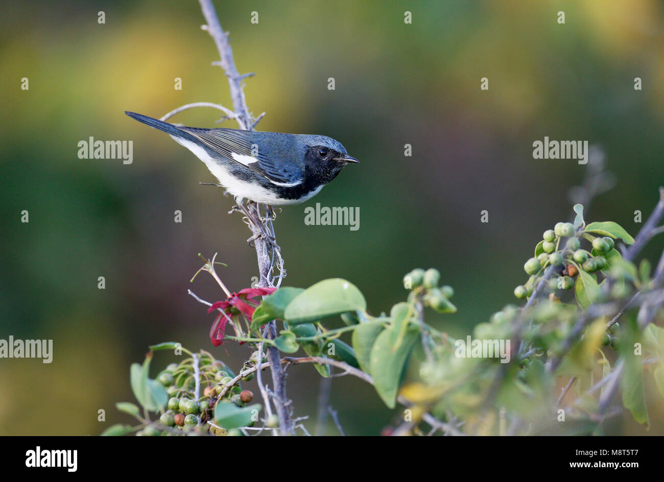 Blauwe Zwartkeelzanger, Paruline bleue, Setophaga caerulescens Banque D'Images