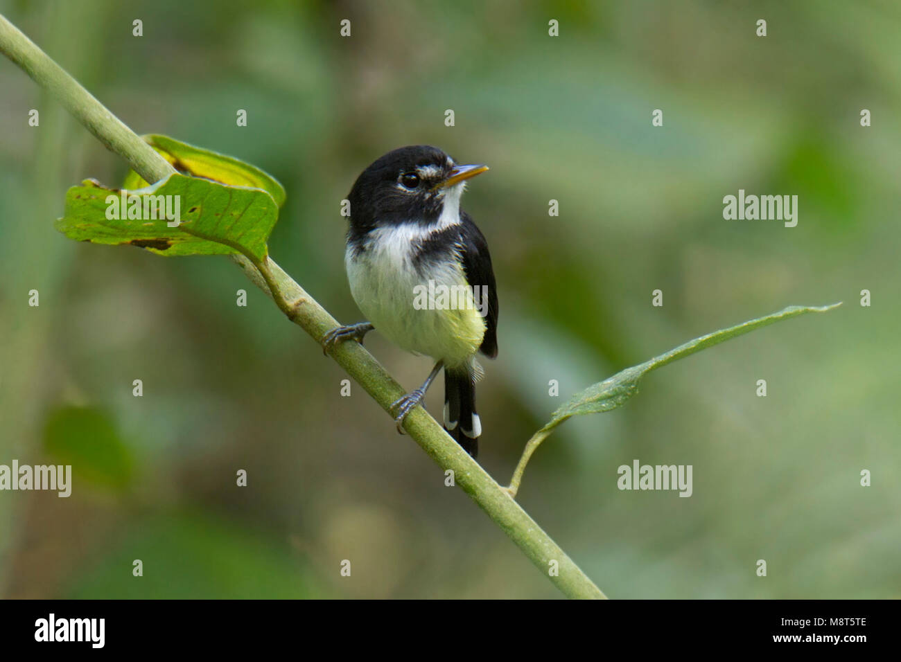 Zwart-Todietiran witte, noir et blanc, Poecilotri Tody-Tyrant Banque D'Images