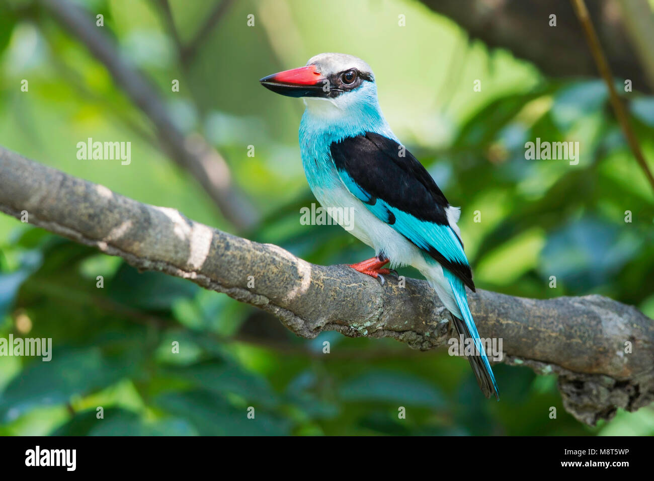 Image oiseaux faites par Dubi Shapiro Banque D'Images
