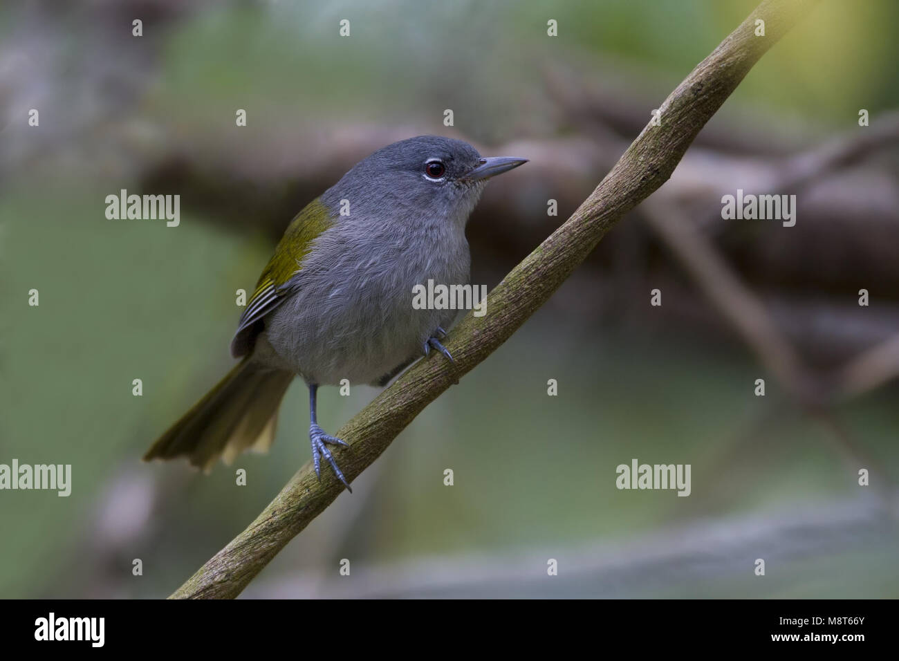 Haïtizanger, Green-tailed Warbler Banque D'Images