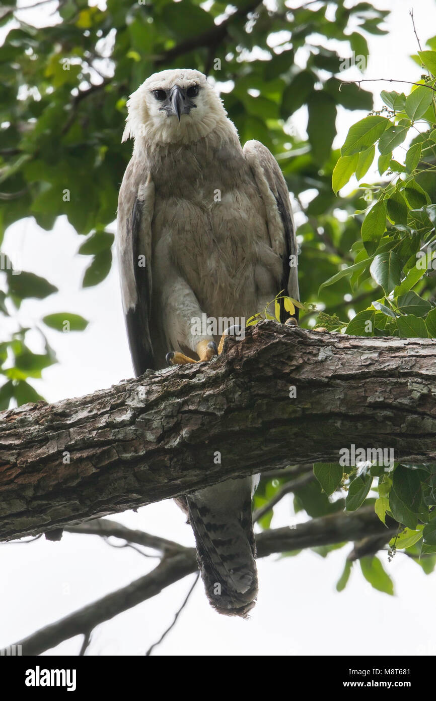 Image oiseaux faites par Dubi Shapiro Banque D'Images
