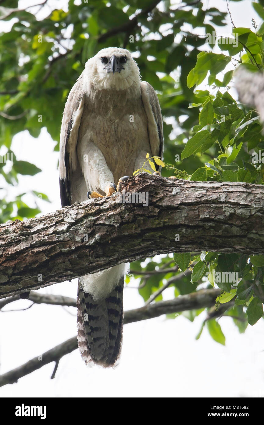 Image oiseaux faites par Dubi Shapiro Banque D'Images