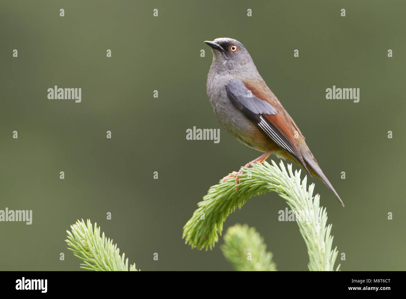 Bruinrugheggenmus, marron-soutenu Accentor Banque D'Images