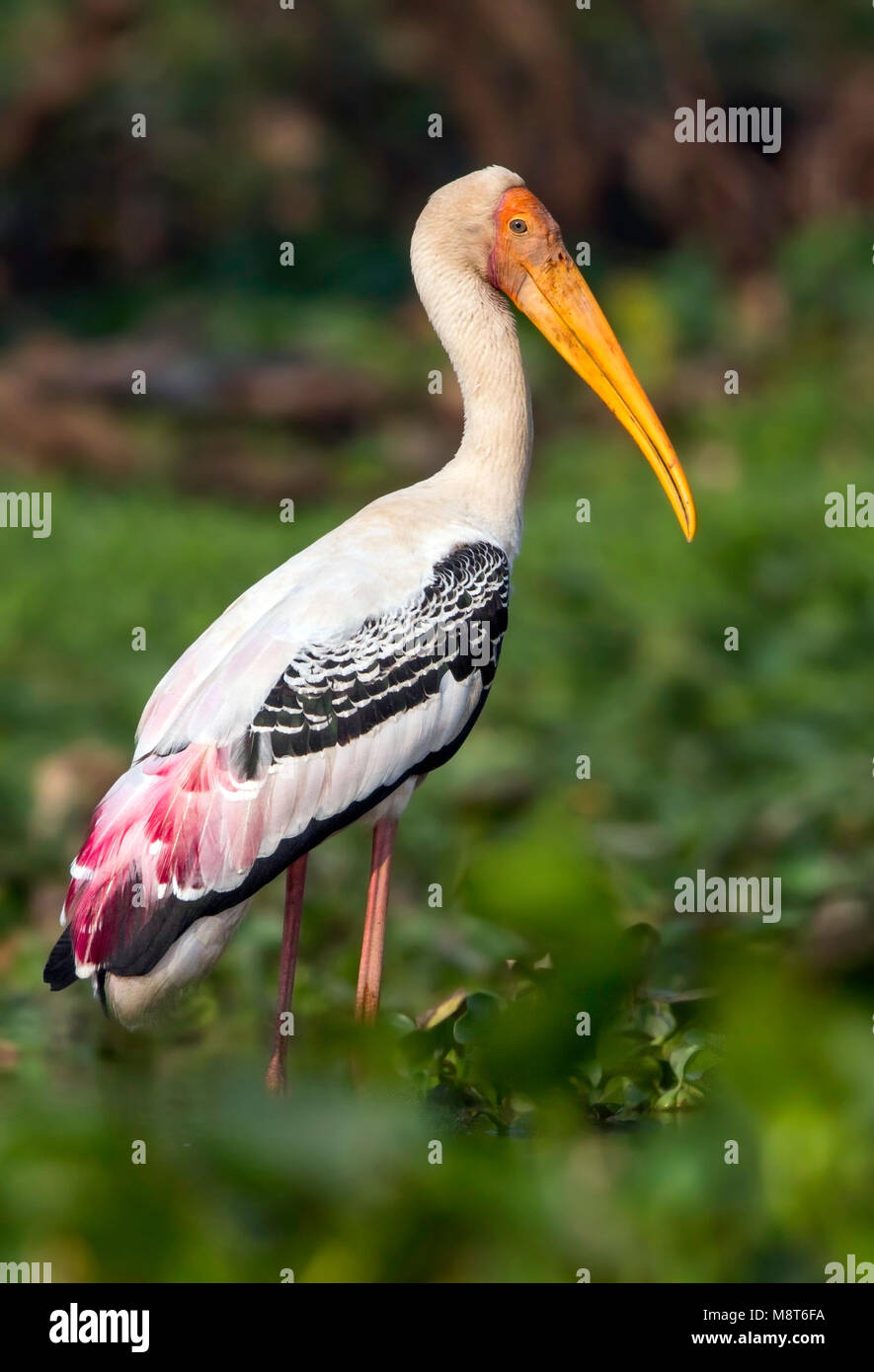 Indische Nimmerzat, peint, Stork Mycteria leucocephala Banque D'Images