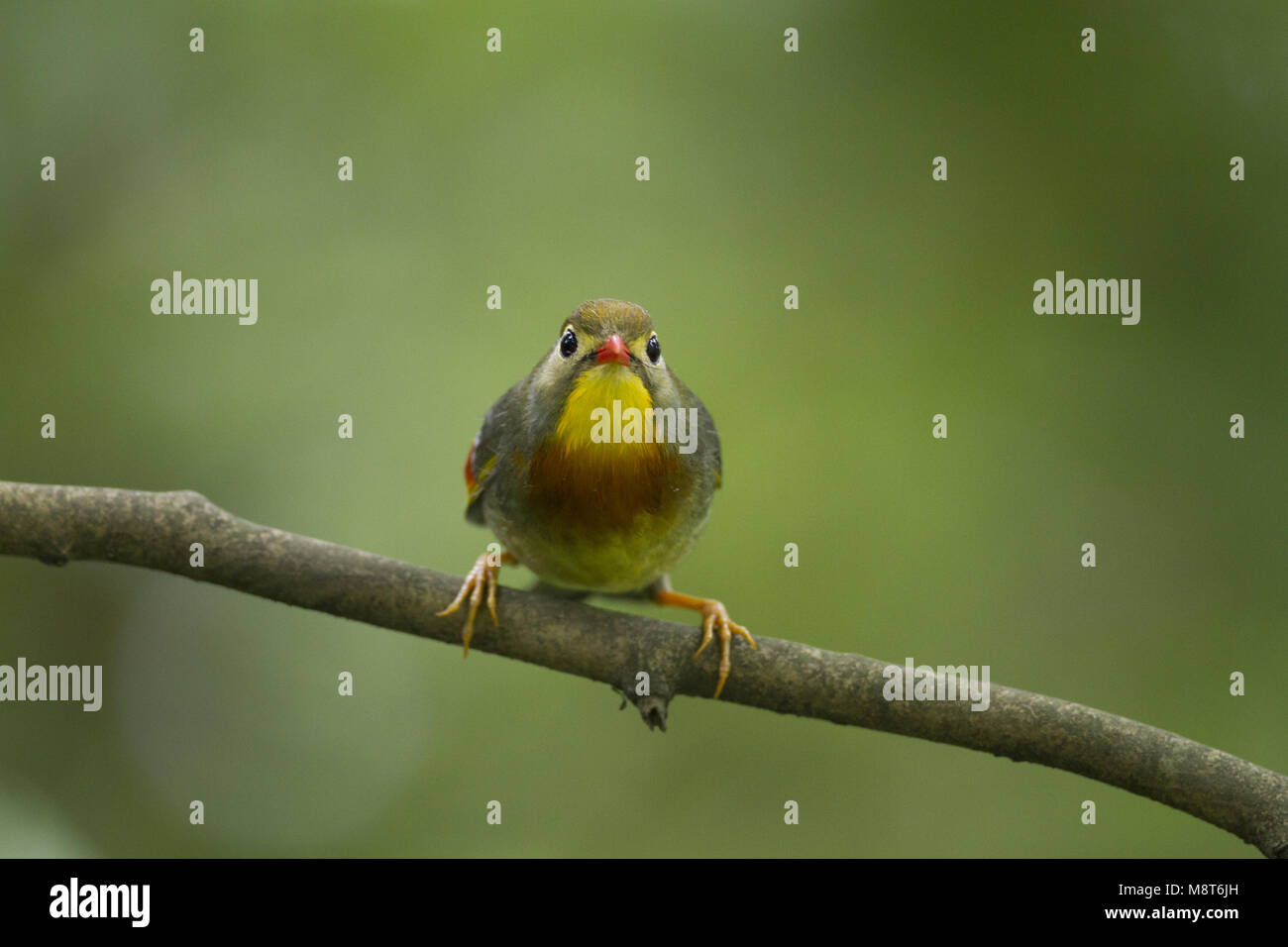 Nachtegaal japonais, Red-billed Leiothrix Banque D'Images