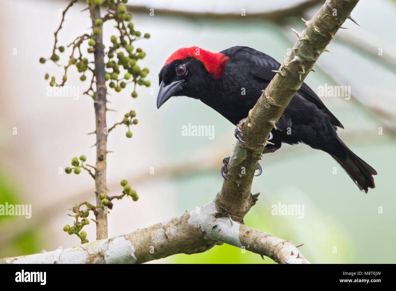 Photo d'oiseaux faite par Dubi Shapiro Banque D'Images