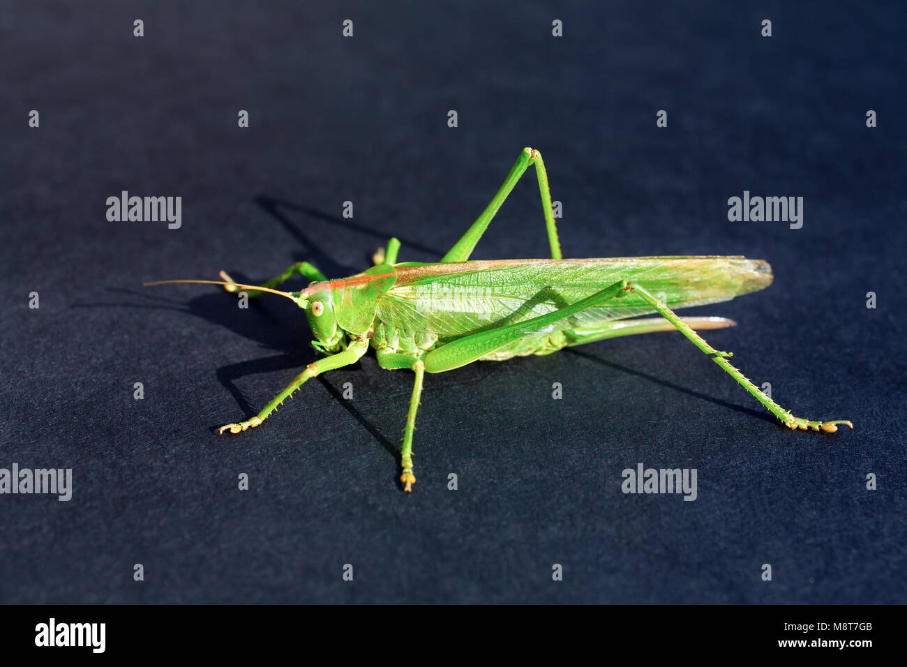 Grande sauterelle verte se trouve sur fond noir Banque D'Images
