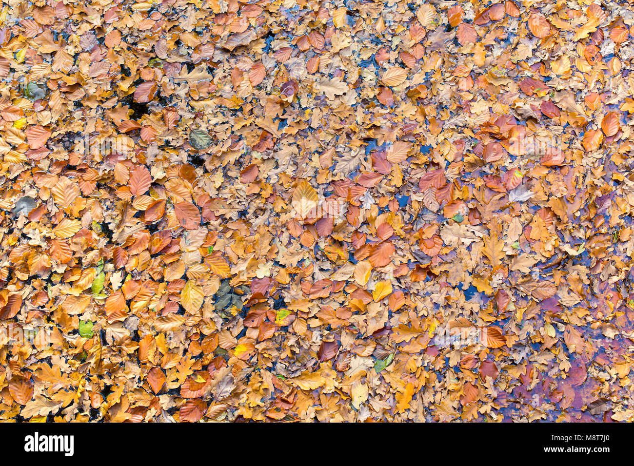 De nombreuses feuilles de hêtre flottant sur l'eau en saison d'automne Banque D'Images