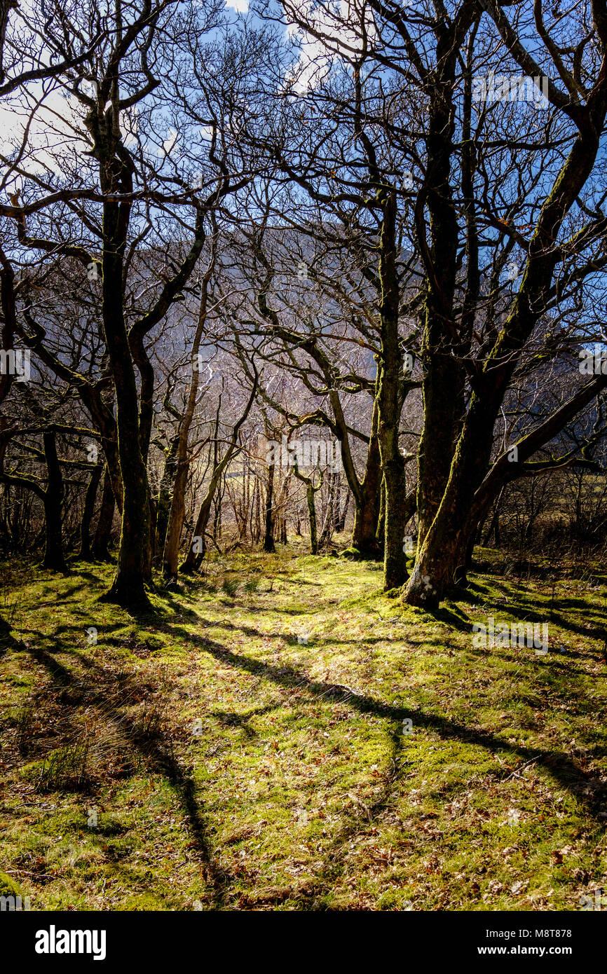 Les arbres, les ombres et Mellbreak, Crummock Water, Lake District, UK Banque D'Images