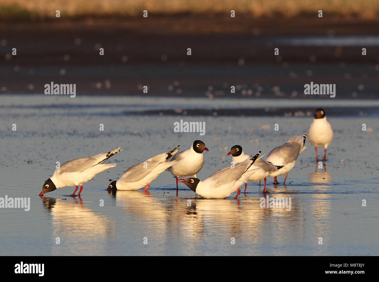 Dans Relictmeeuwen broedgebied Mongolië en relique ; goélands (Ichthyaetus) relictus à leur aire de reproduction, est en Mongolie Banque D'Images