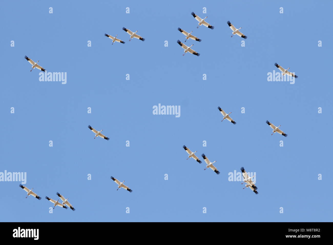 Ernstig bedreigde Siberische Kraanvogels Witte en chinois overwinteringsgebied ; critique d'extinction sur la grue de Sibérie (Leucogeranus leucogeranus) dans C Banque D'Images