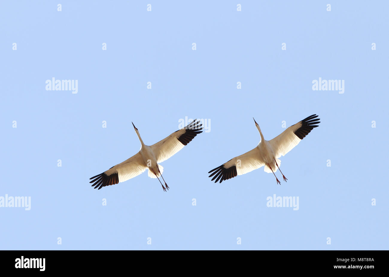 Ernstig bedreigde Siberische Kraanvogels Witte en chinois overwinteringsgebied ; critique d'extinction sur la grue de Sibérie (Leucogeranus leucogeranus) dans C Banque D'Images