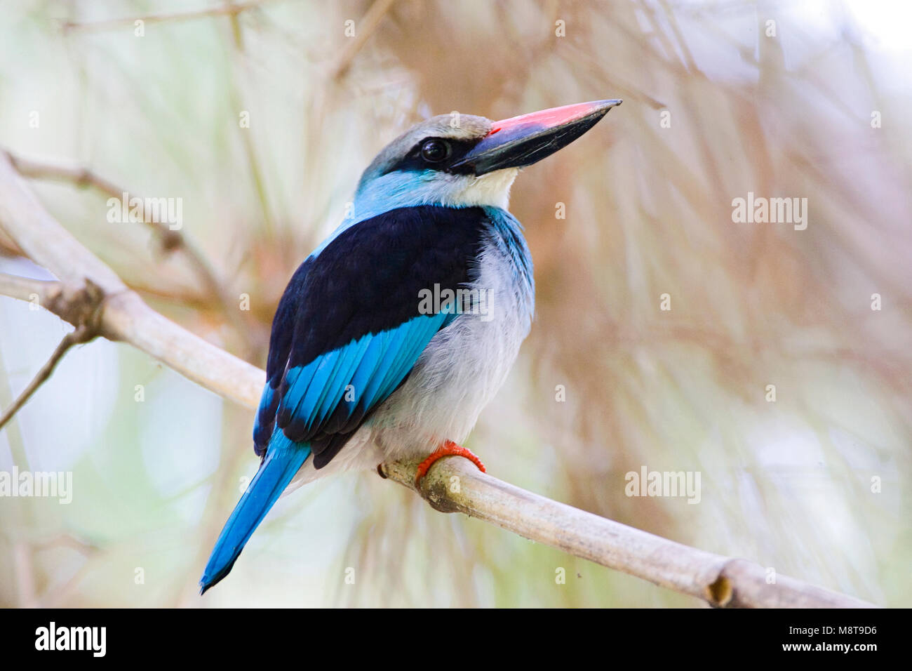 Teugelijsvogel ; Blue-breasted Kingfisher Banque D'Images