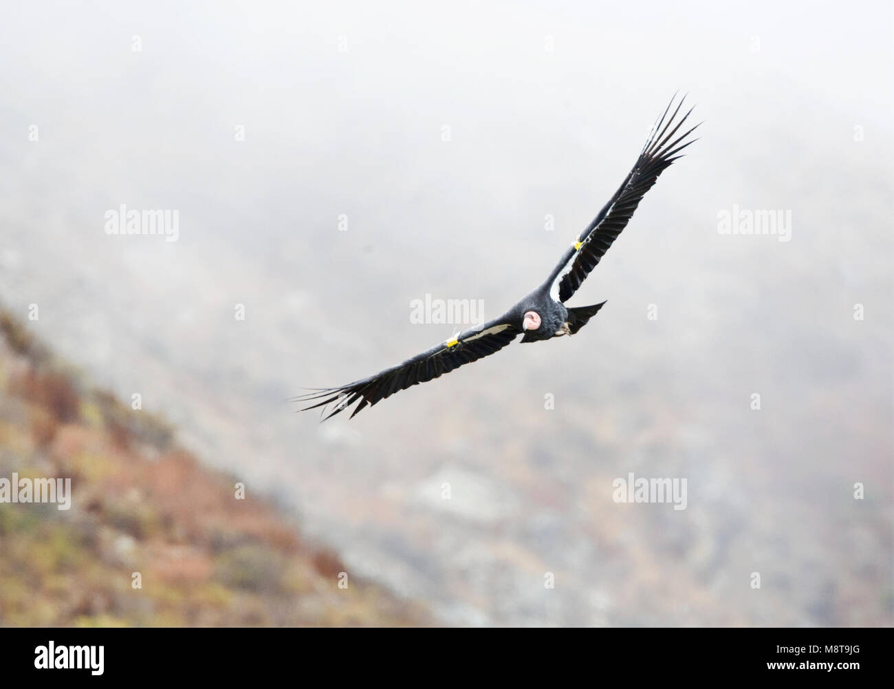 Californische Condor Condor de Californie ; Banque D'Images