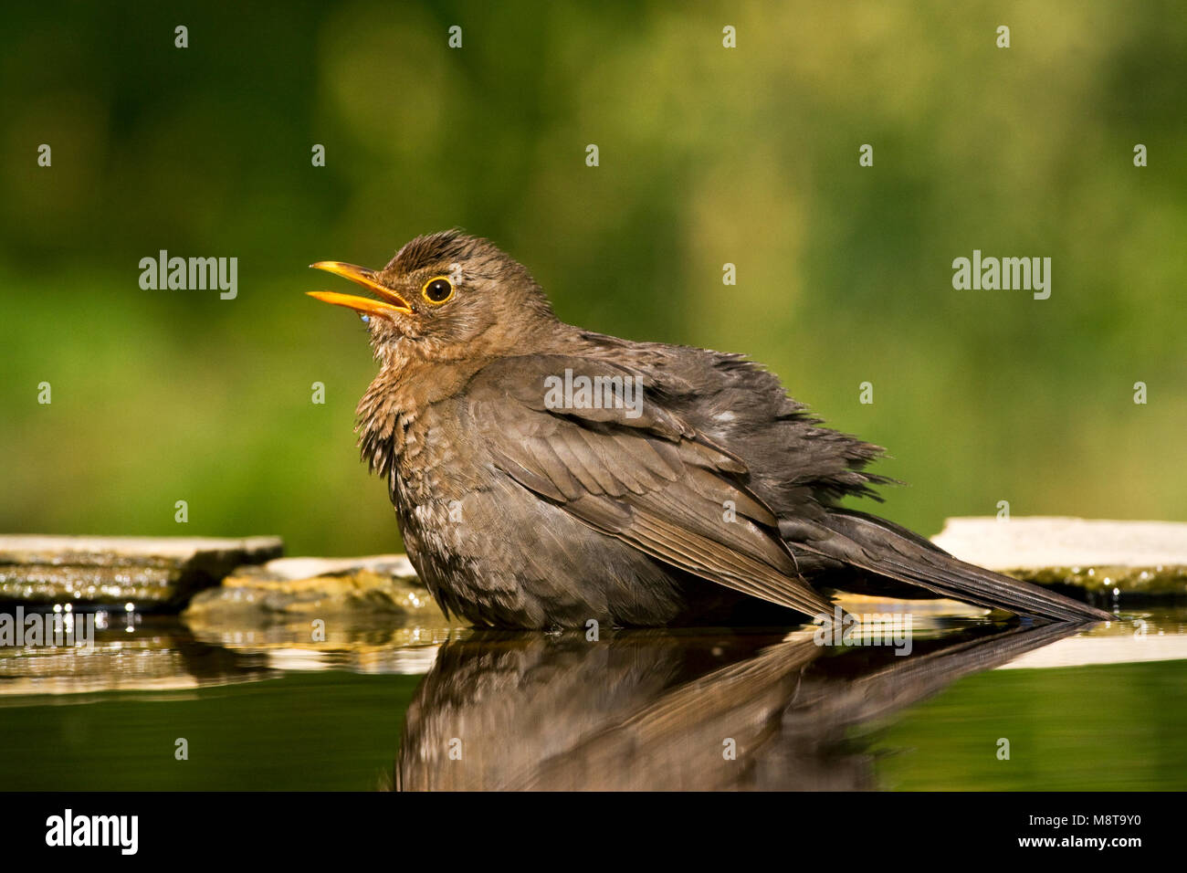 Badderend drinkplaats Vrouwtje Merel bij ; femelle Blackbird européenne baignade à site potable Banque D'Images