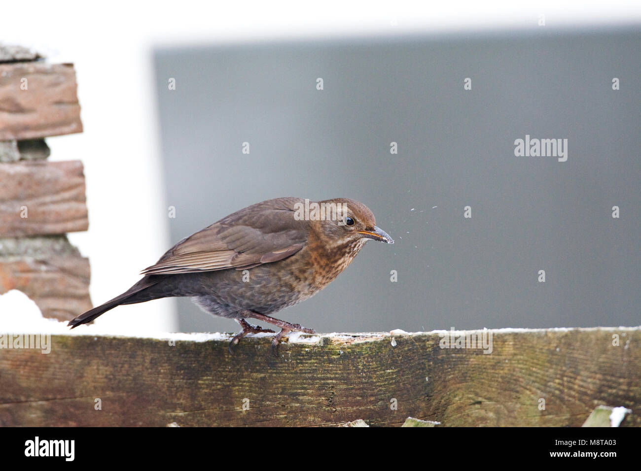 Merel ; femelle Vrouwtje Blackbird Européenne Banque D'Images