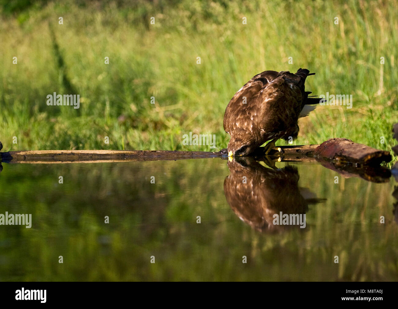 Buizerd drinkend de bosvijver ; Buse variable de l'alcool à un forestpool Banque D'Images